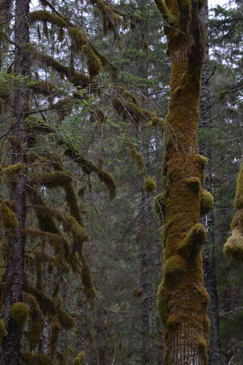 moss on trees